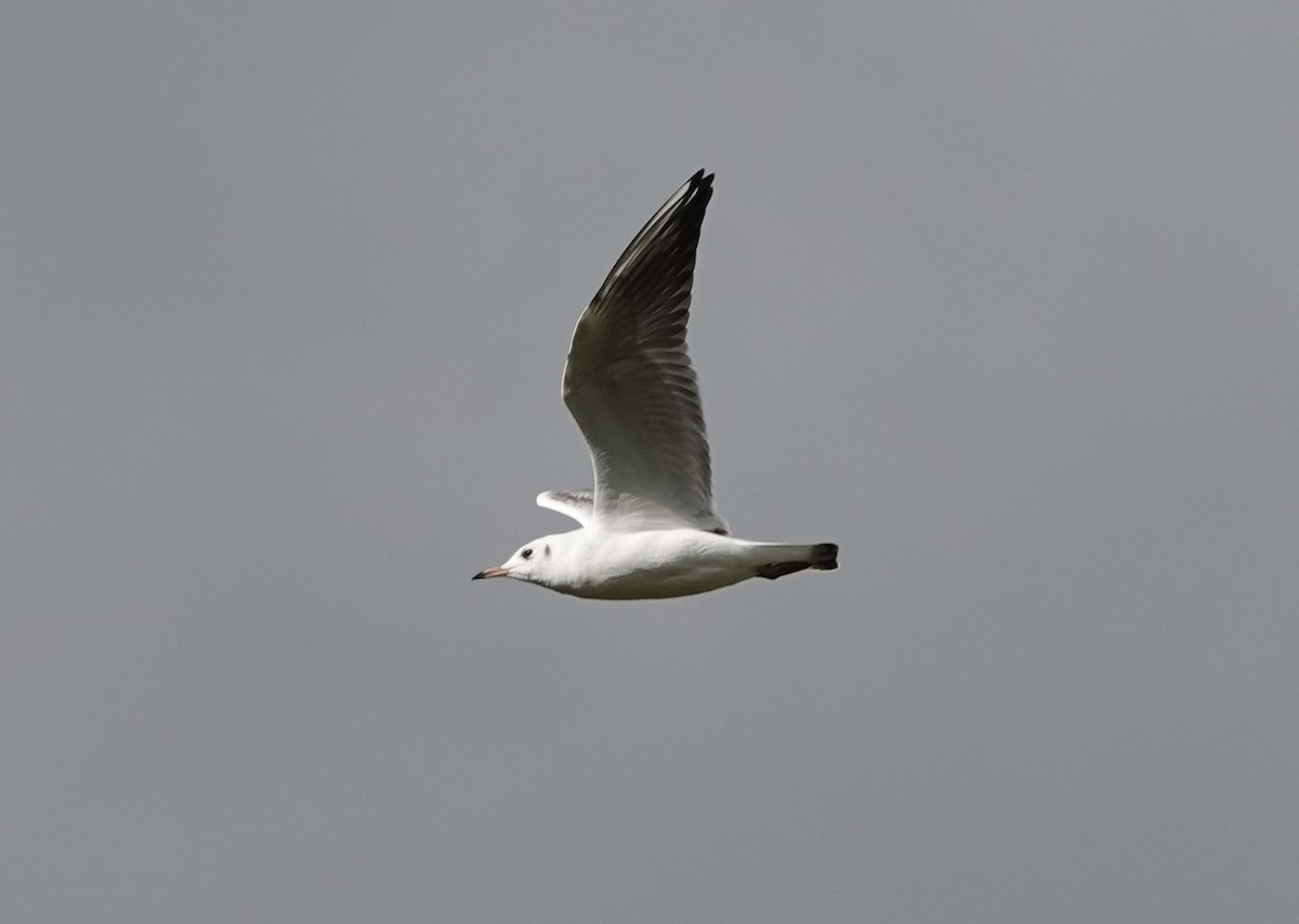 Gaviota Reidora - ML643553590
