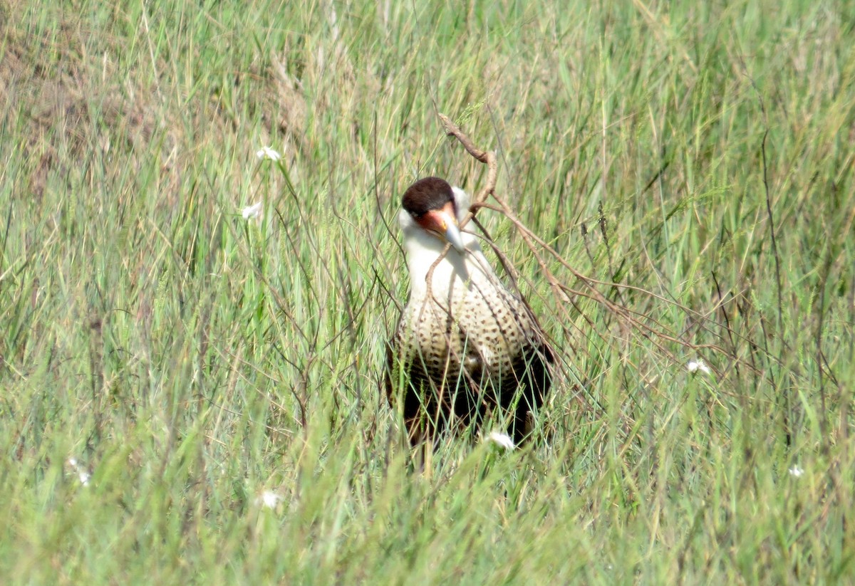Caracara Carancho - ML643553591