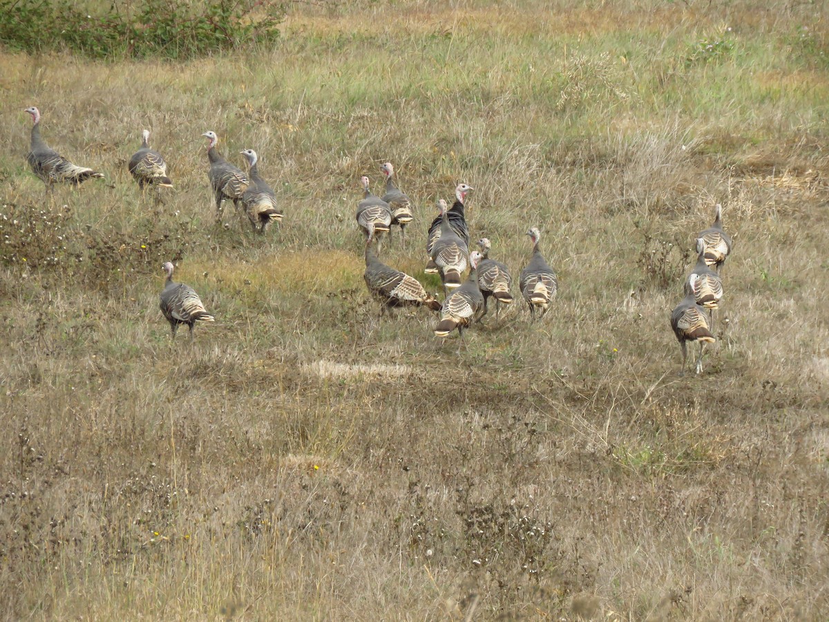 Guajolote Gallipavo - ML643553593