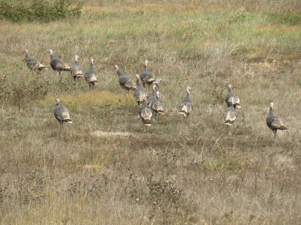 Guajolote Gallipavo - ML643553597