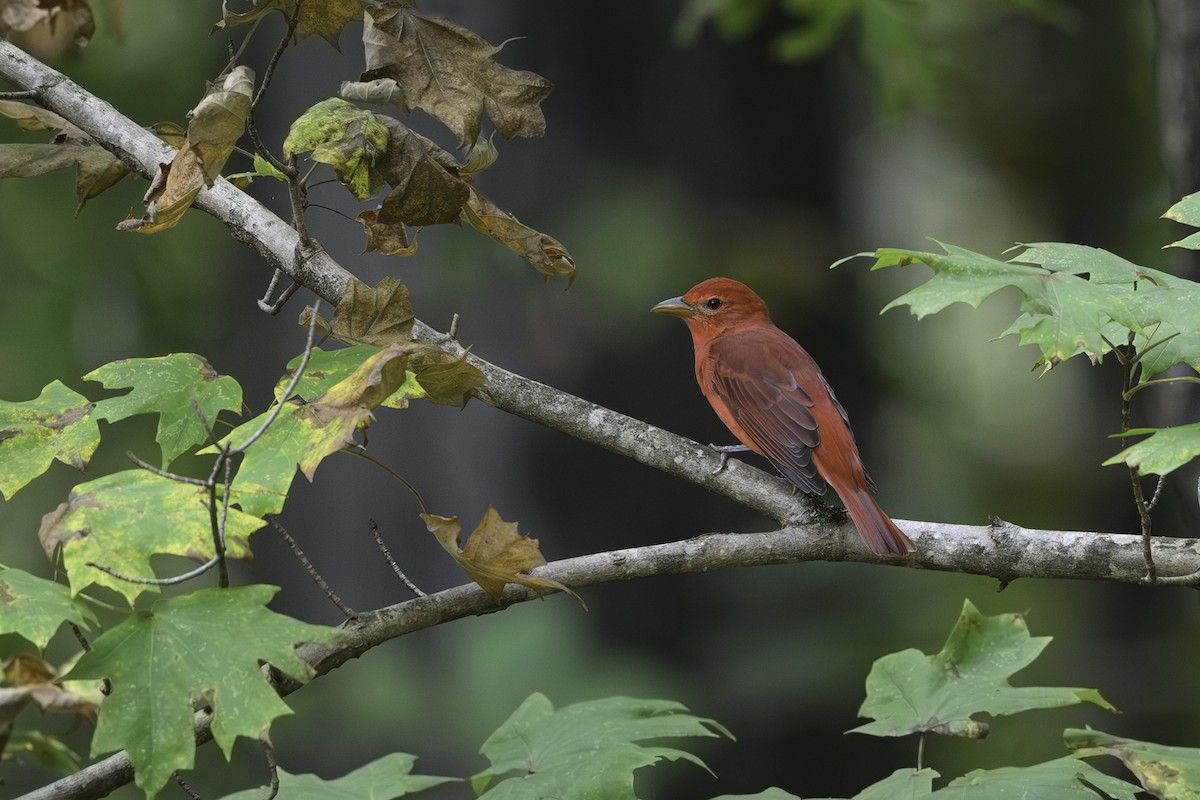 Summer Tanager - ML643553601