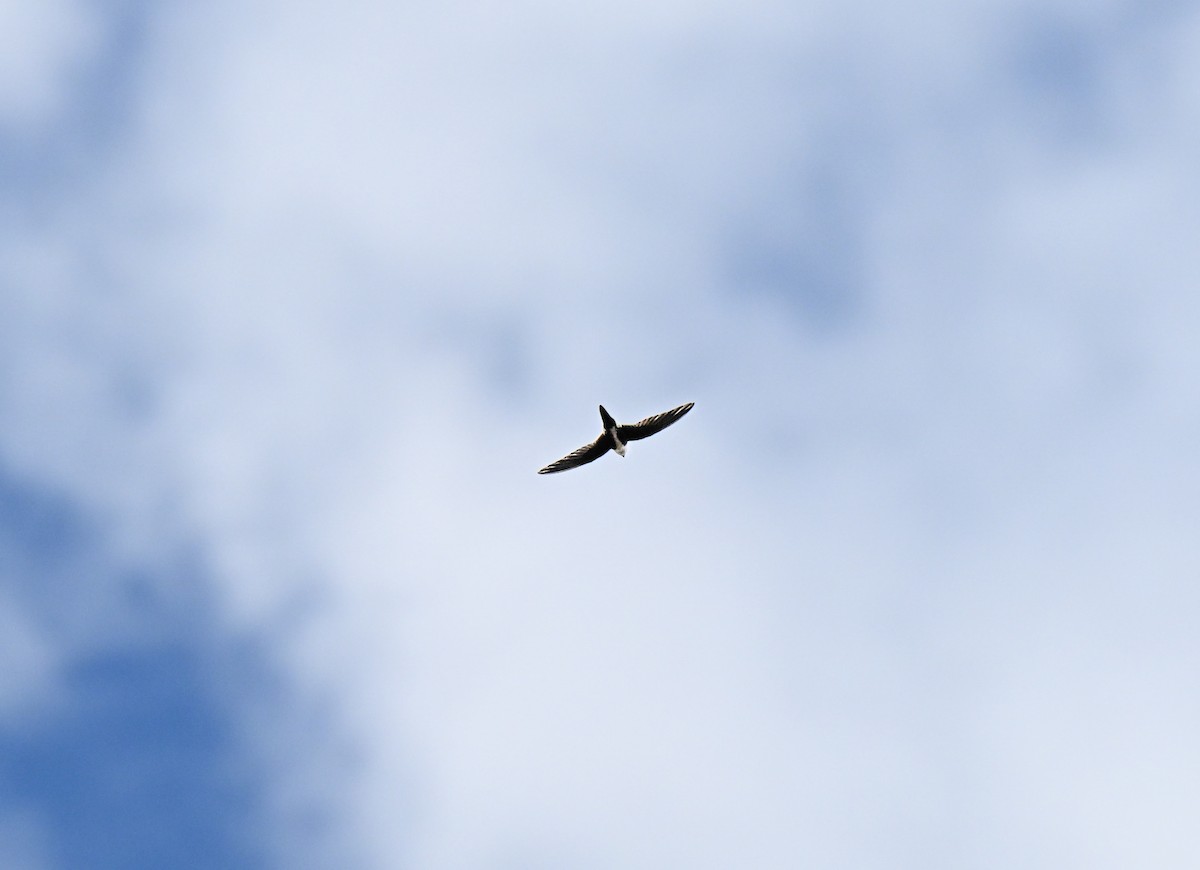 White-throated Swift - ML643553606