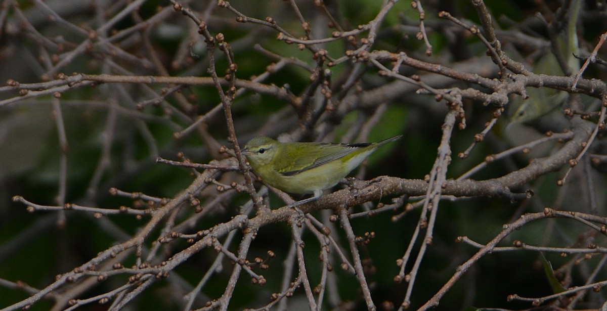 Tennessee Warbler - ML643553608