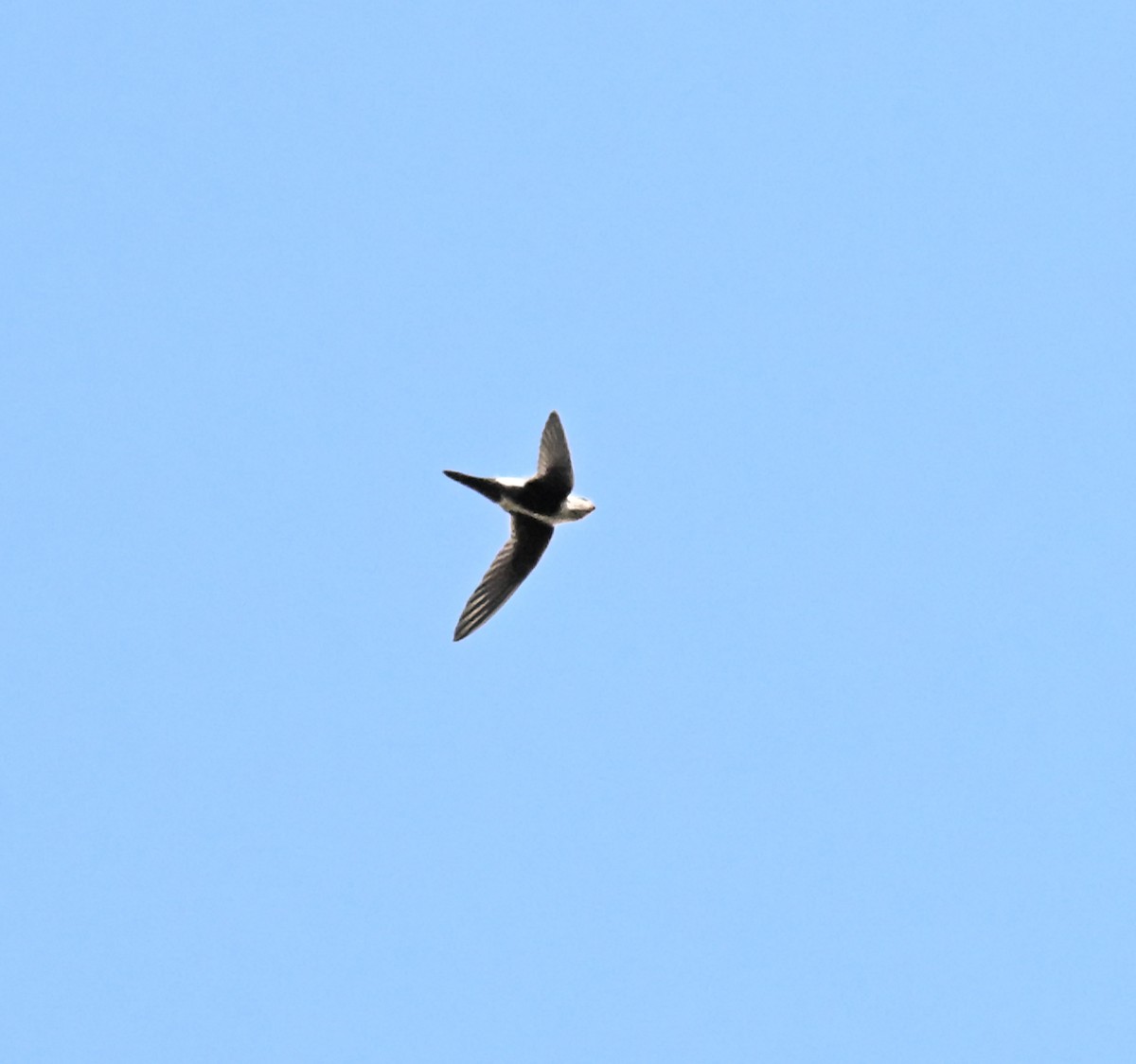 White-throated Swift - ML643553610
