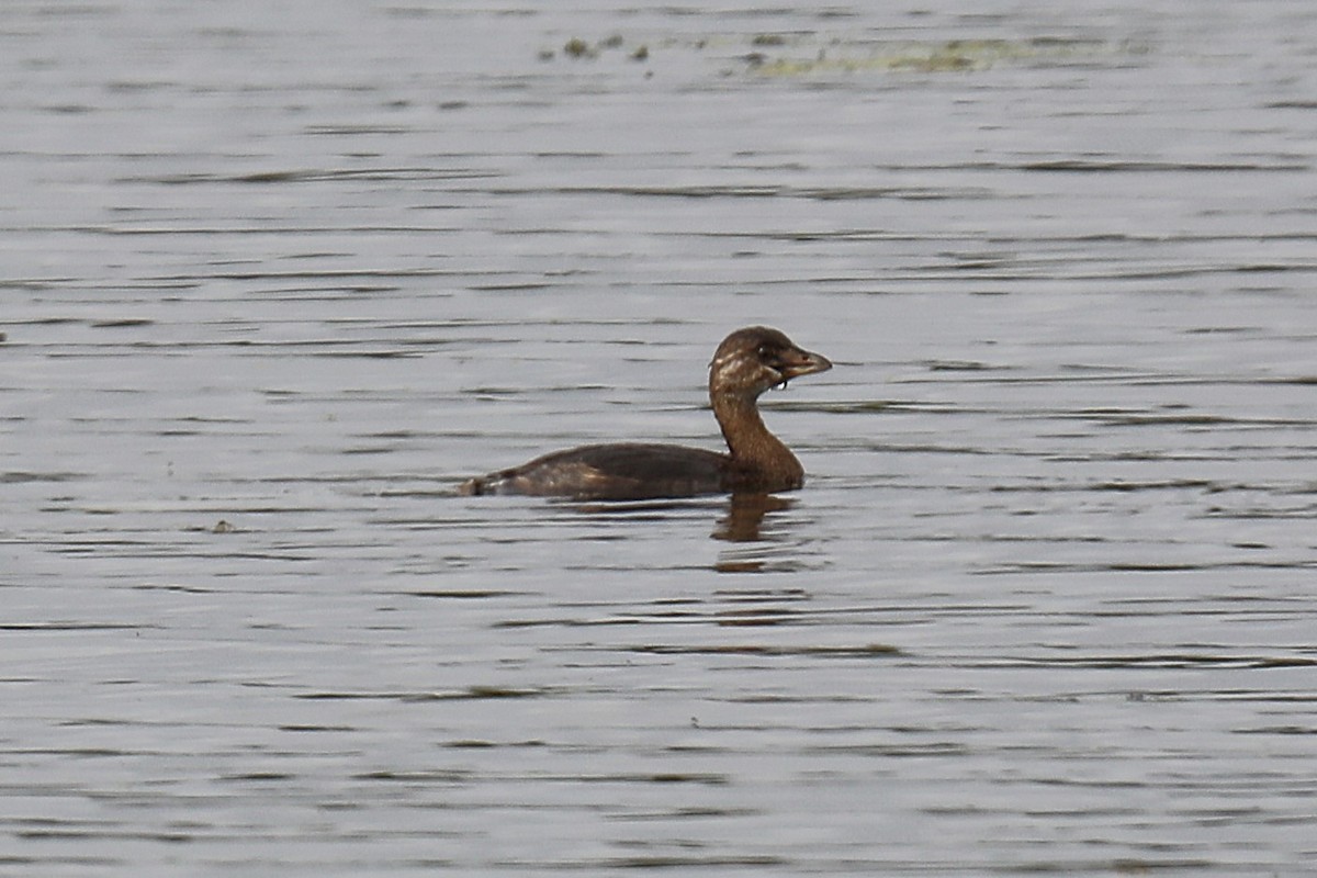 potápka americká - ML643553612