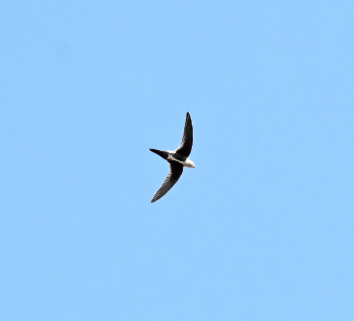 White-throated Swift - ML643553615