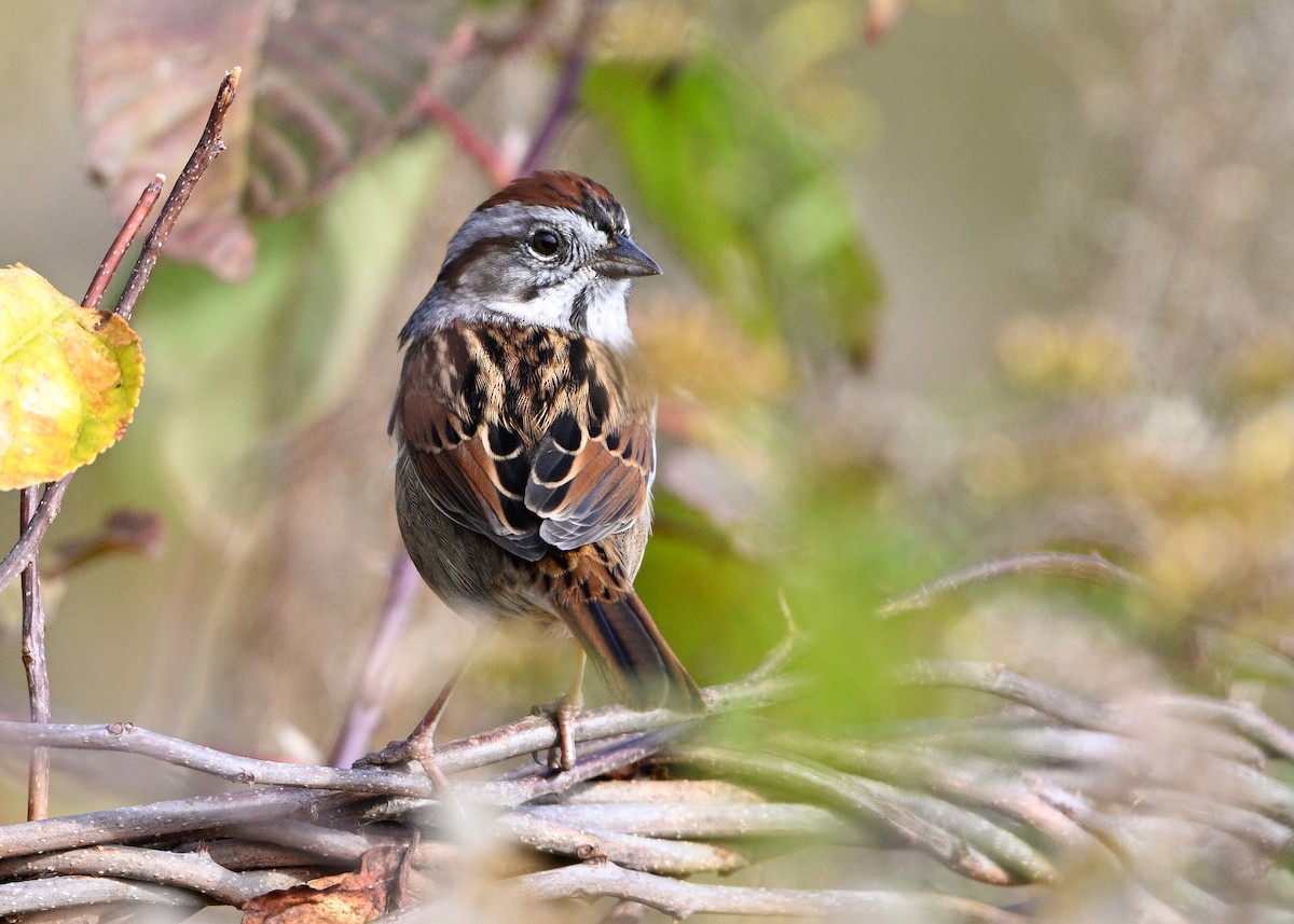 Swamp Sparrow - ML643553644