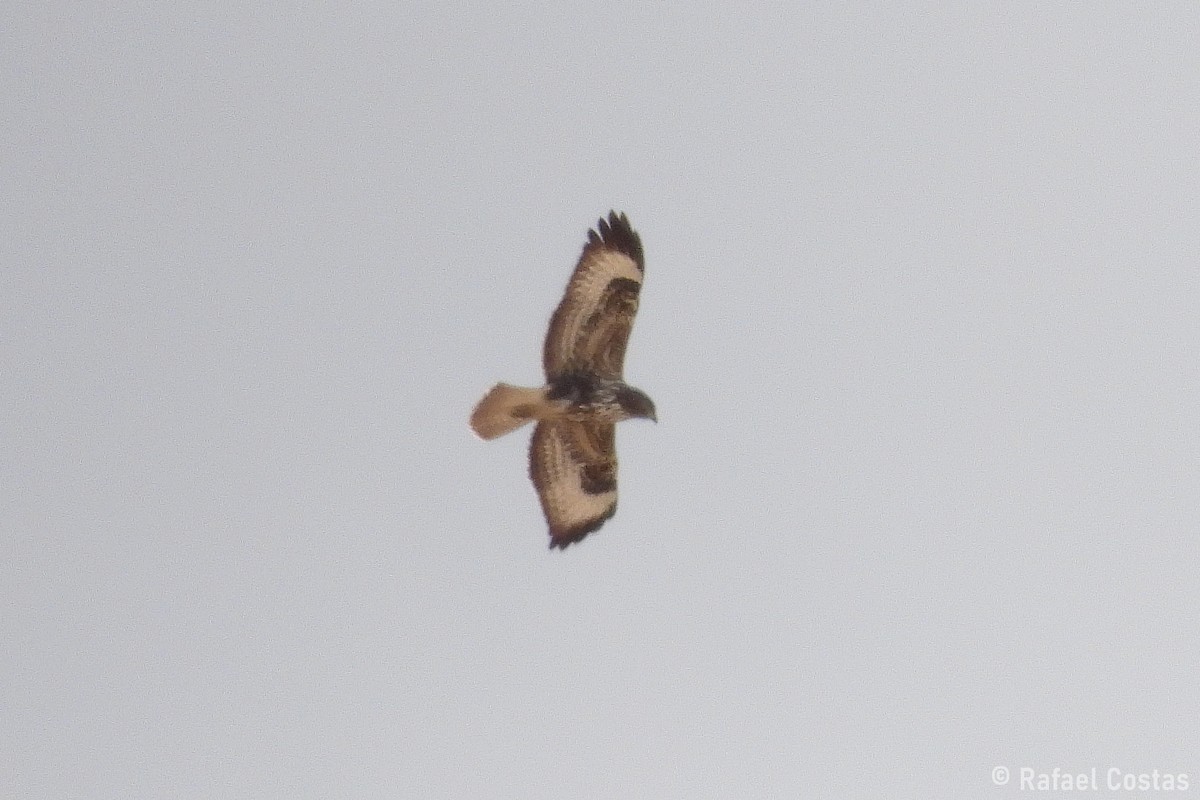 Common Buzzard - ML643553669