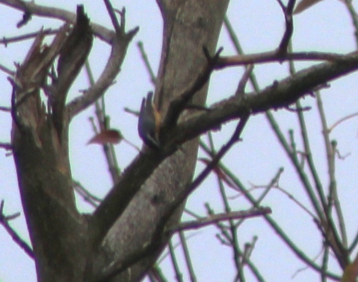 Sittelle à poitrine rousse - ML643553696