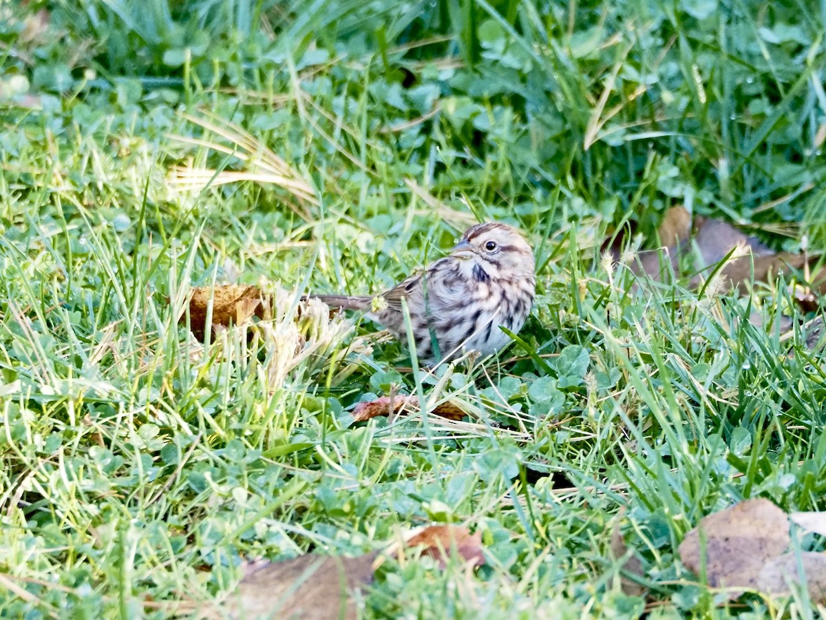 Song Sparrow - ML643553698