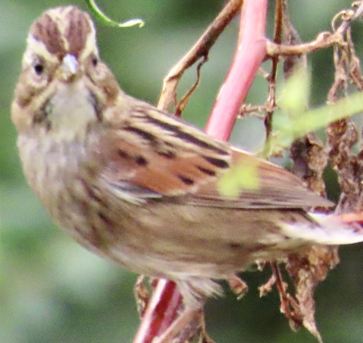 Swamp Sparrow - ML643553702
