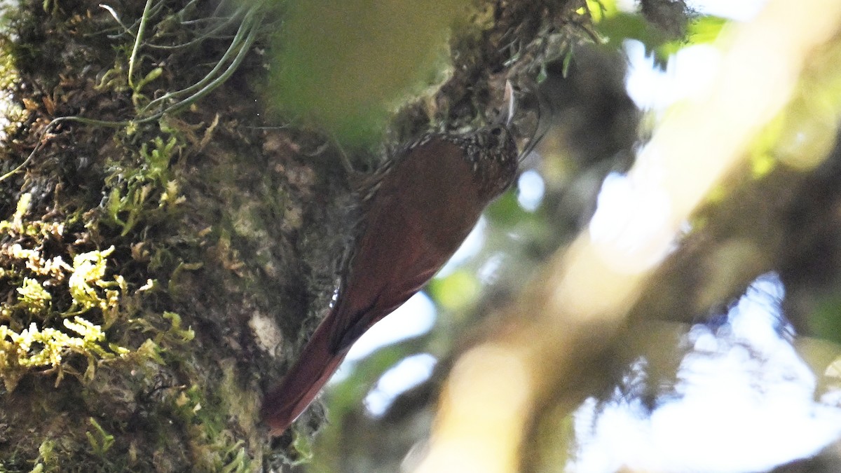 Montane Woodcreeper - ML643553727