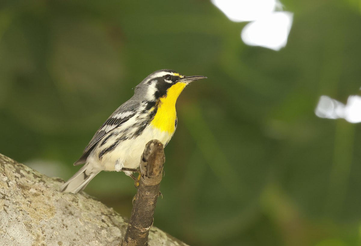 Yellow-throated Warbler - ML643553732