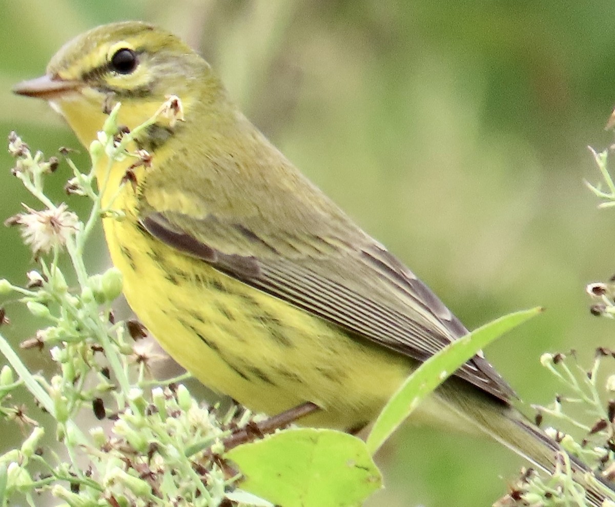 Prairie Warbler - ML643553734