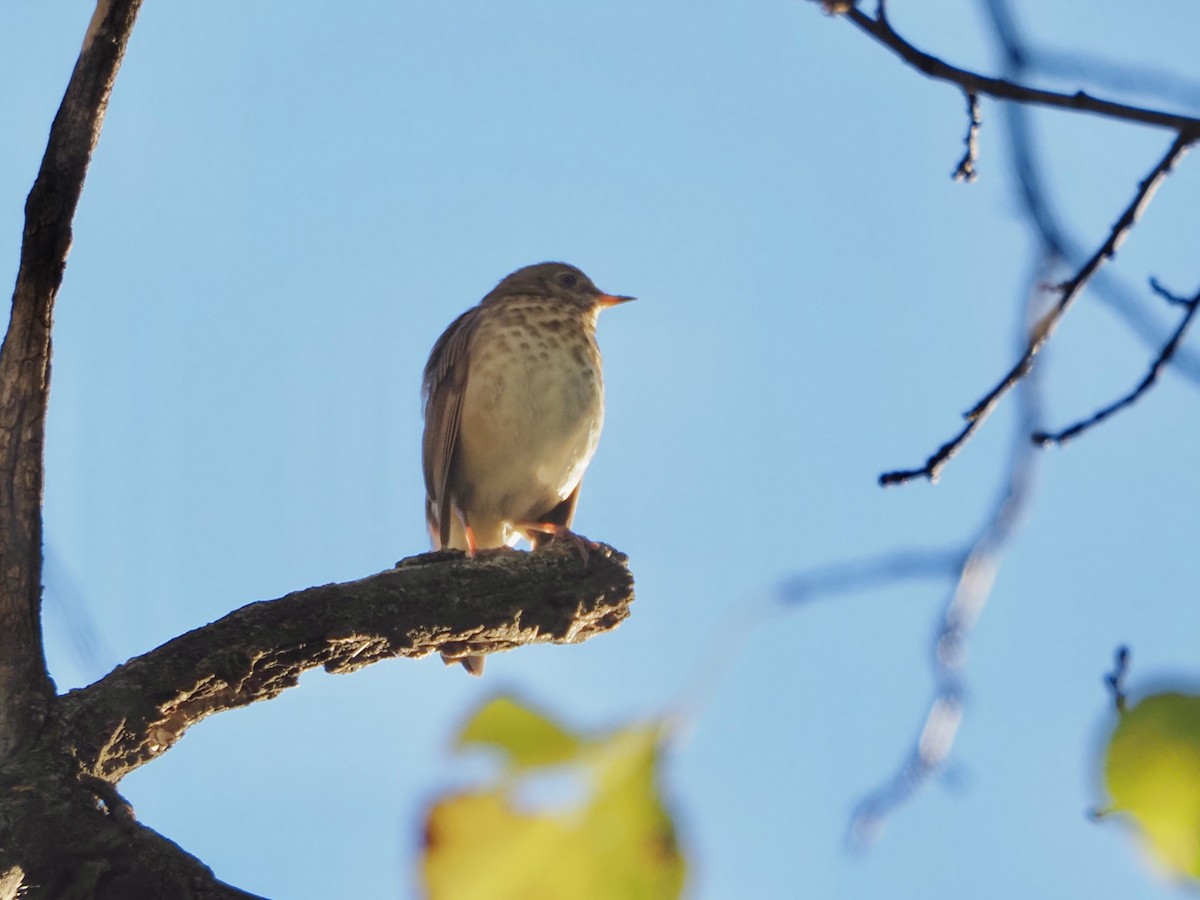 Hermit Thrush - ML643553735