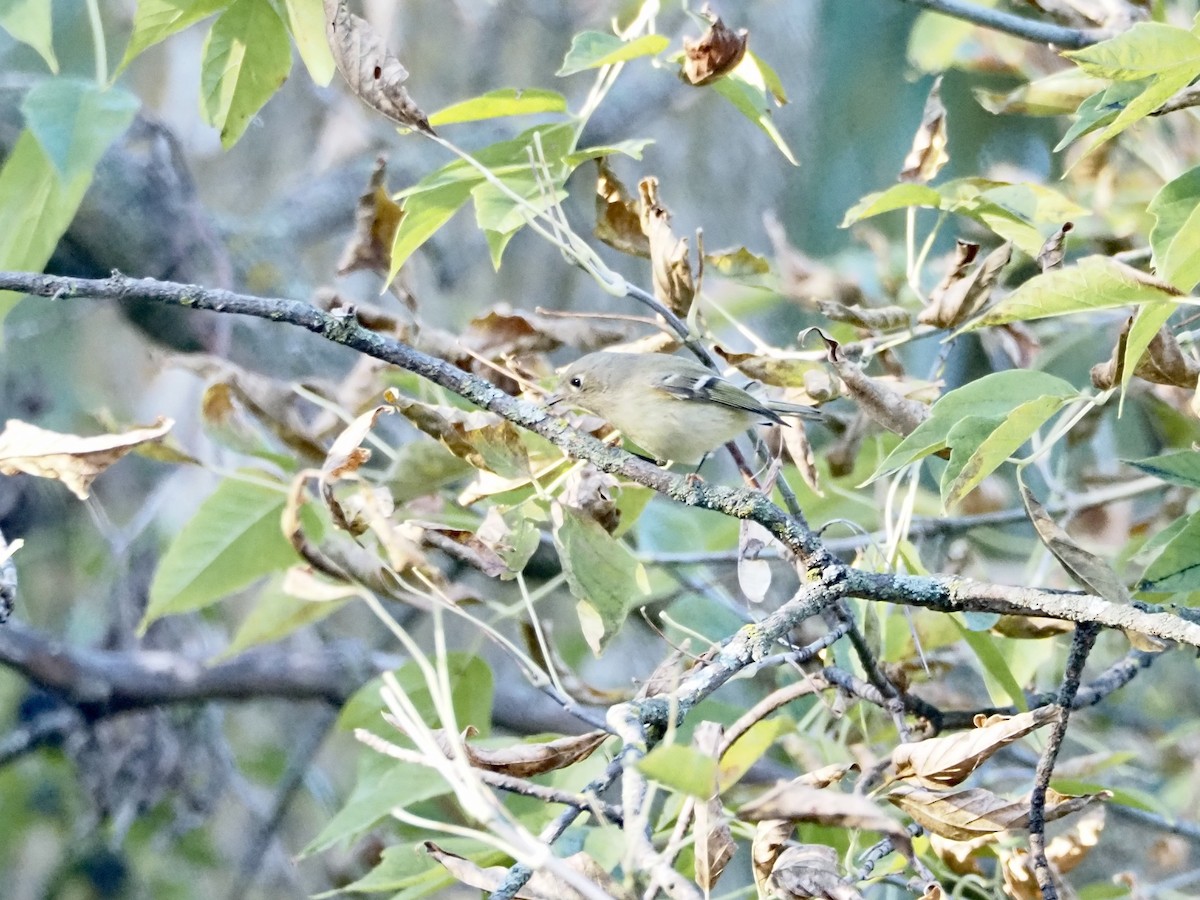 Ruby-crowned Kinglet - ML643553739
