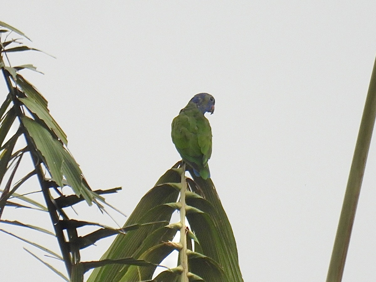Blue-headed Parrot - ML643553740