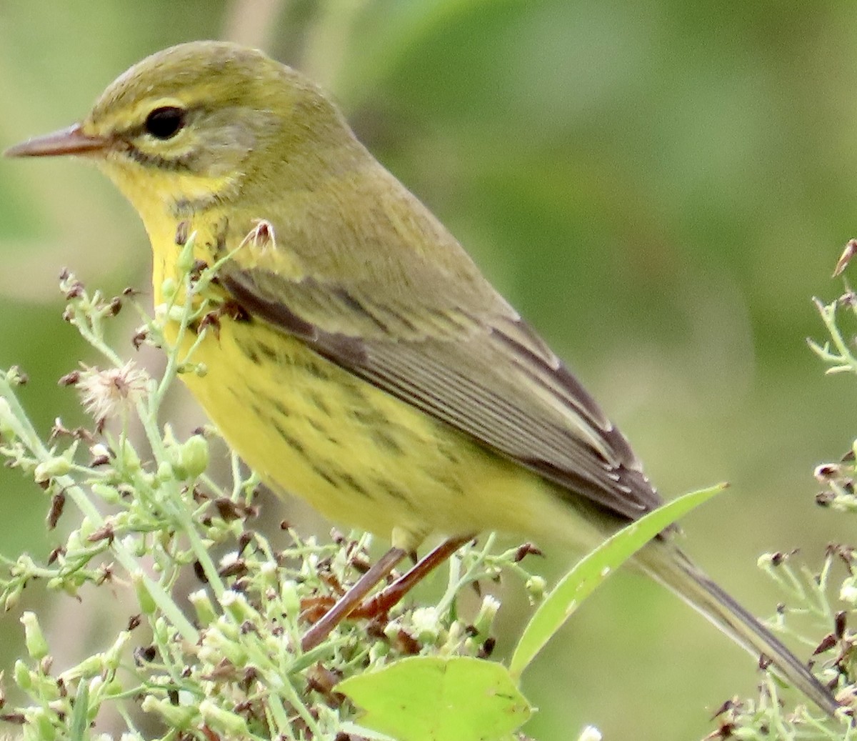 Prairie Warbler - ML643553743