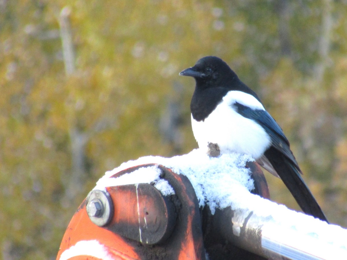 Black-billed Magpie - ML643553756