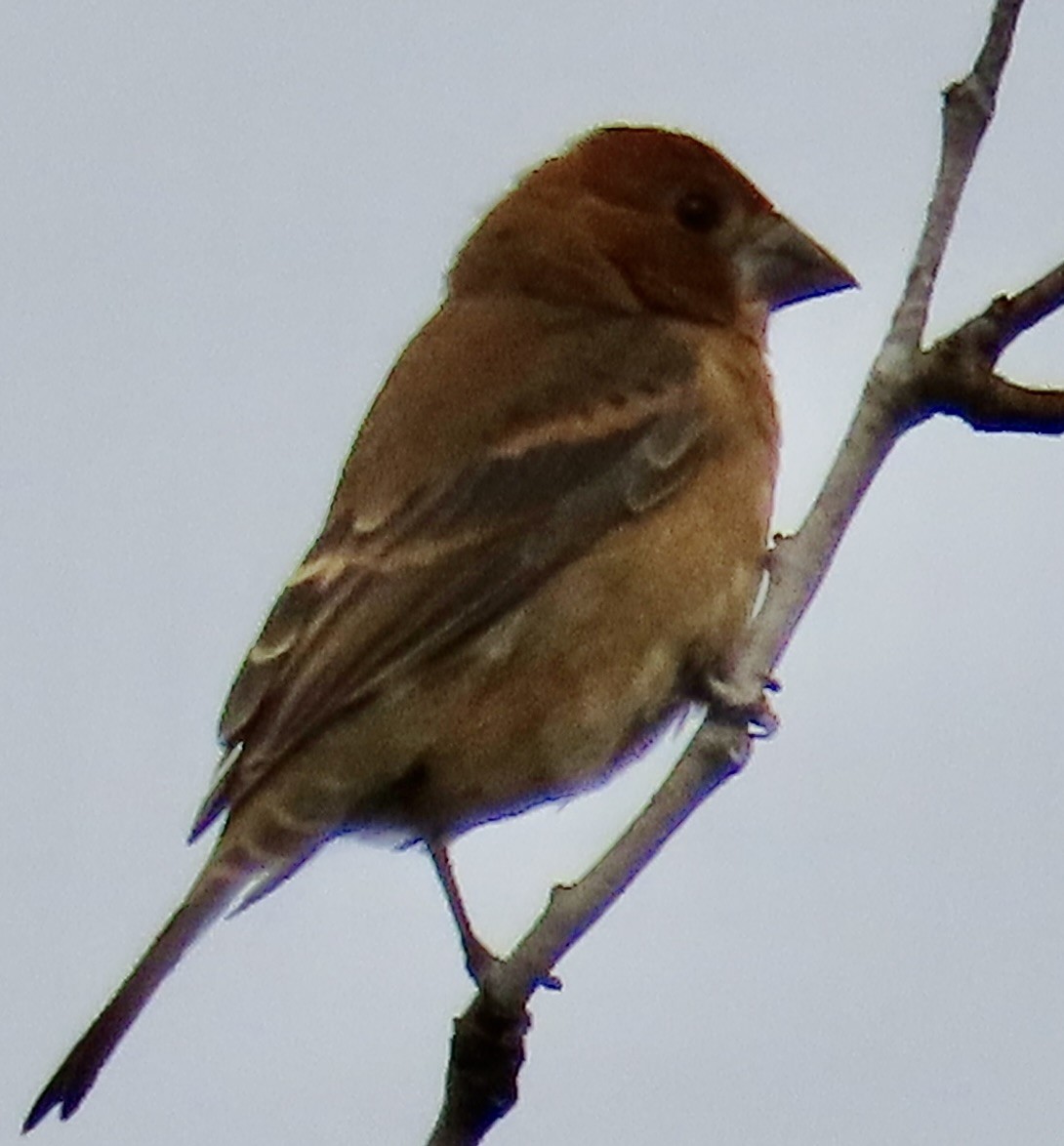 blåtykknebb - ML643553764