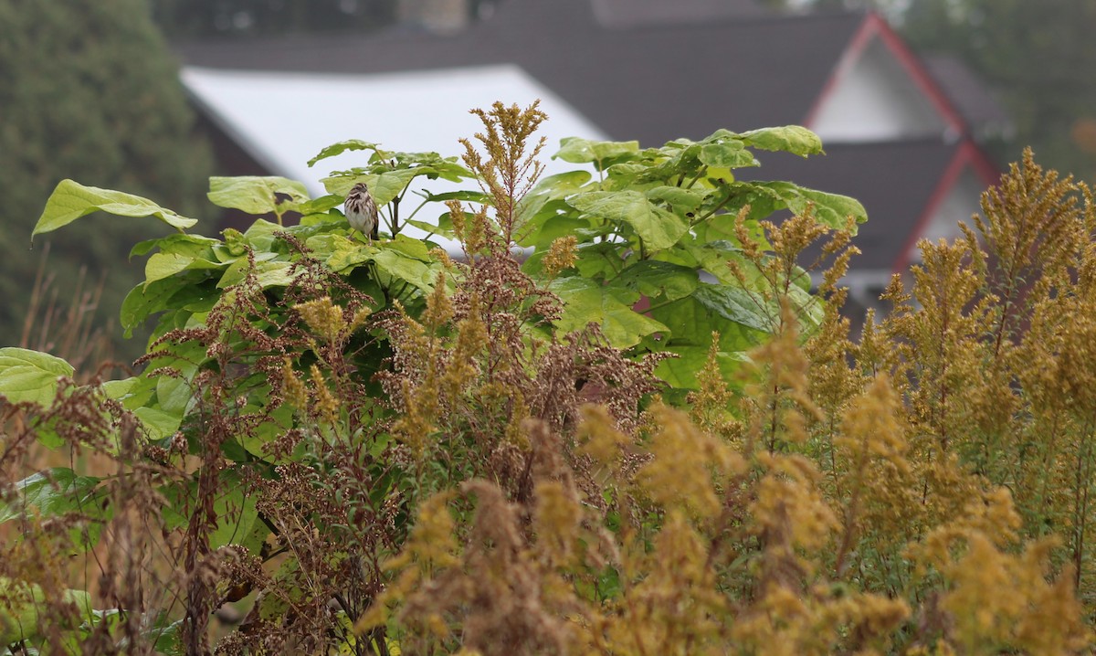 Bruant chanteur - ML643553766