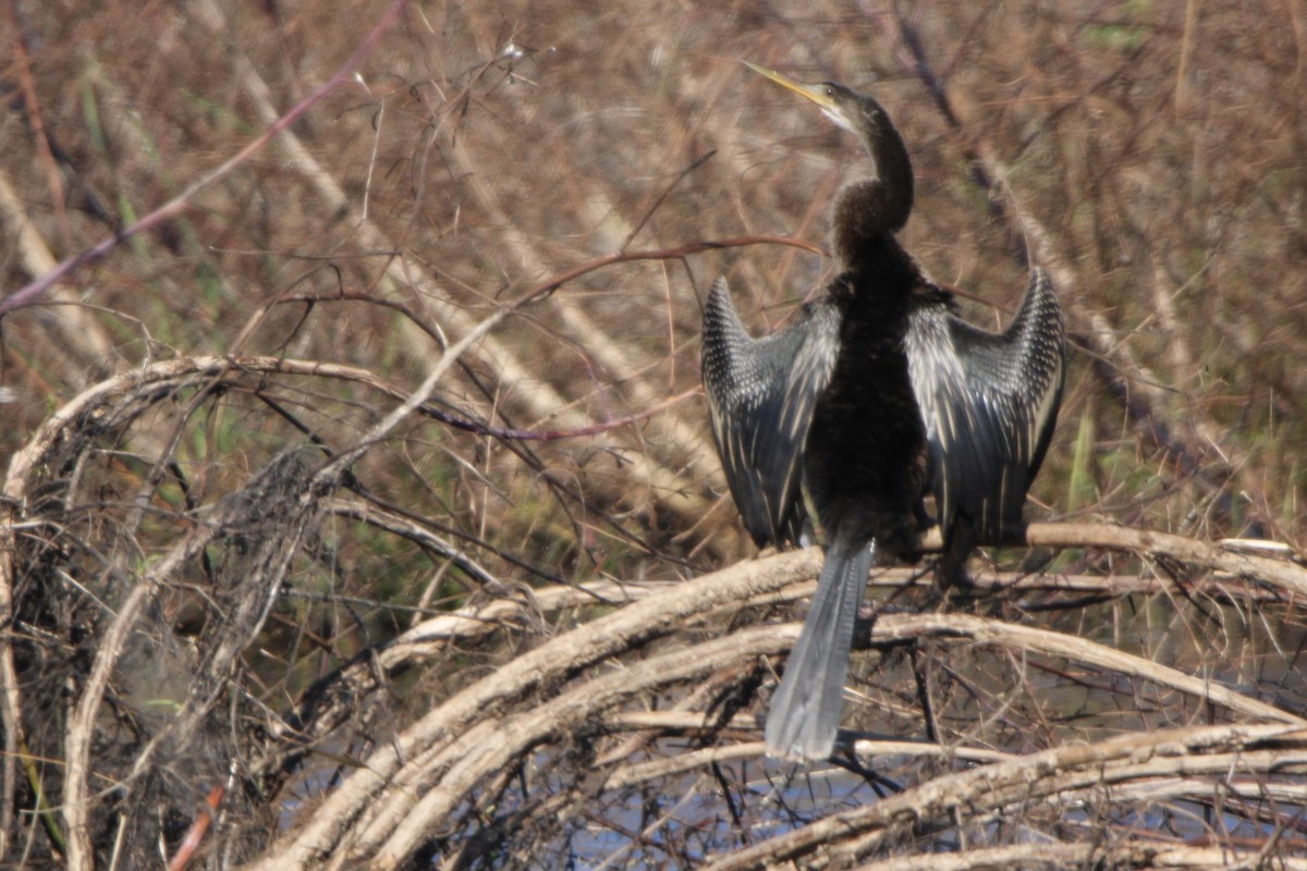 Anhinga - ML643553776