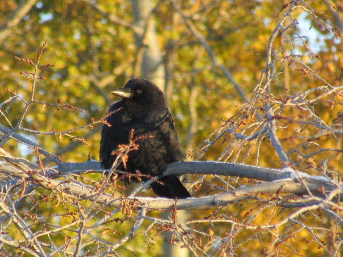 American Crow - ML643553782