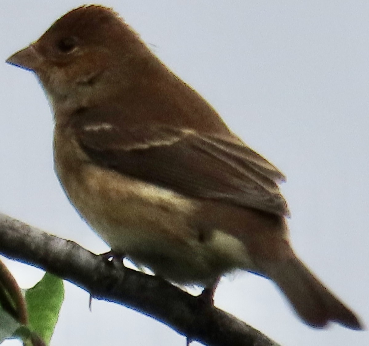Indigo Bunting - ML643553791