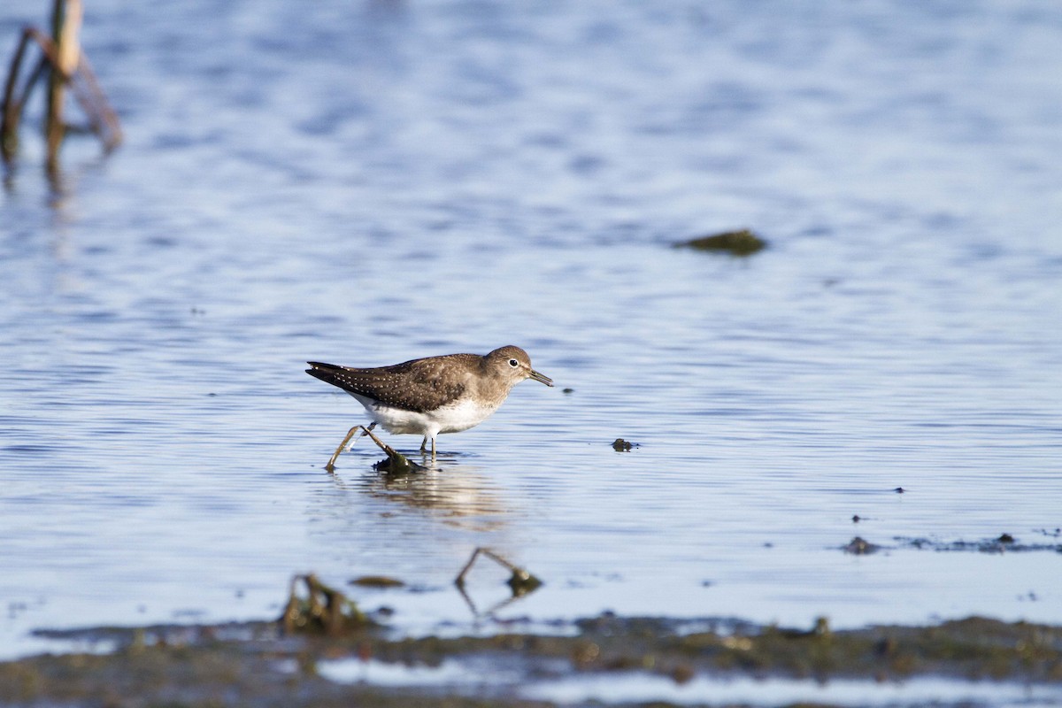 Solitary Sandpiper - ML643553796