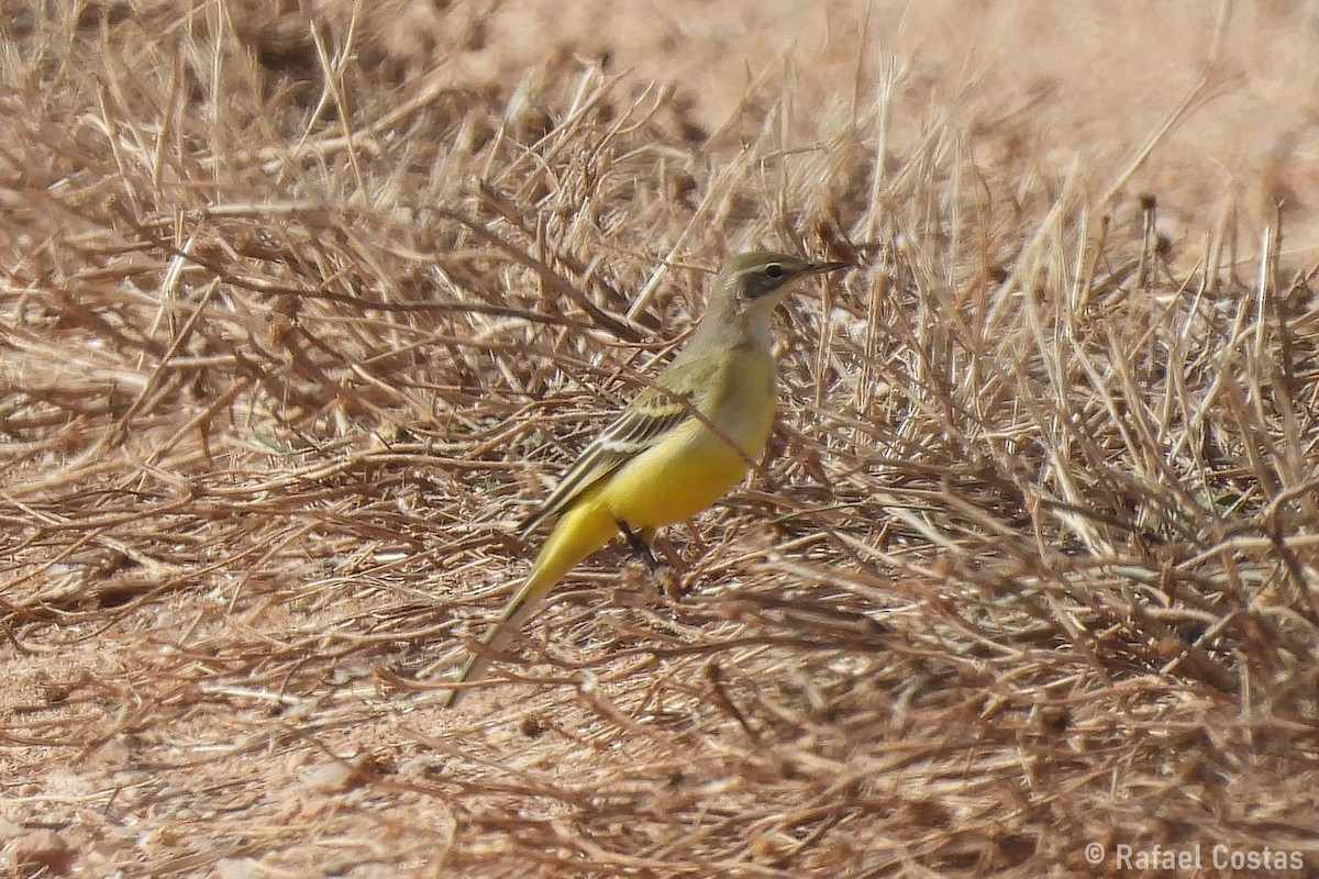 Western Yellow Wagtail - ML643553805