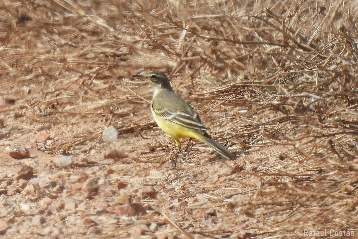 Western Yellow Wagtail - ML643553806