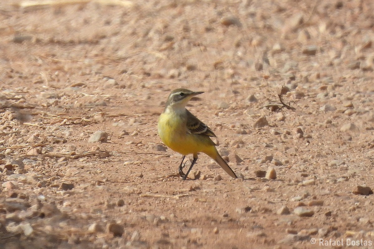 Western Yellow Wagtail - ML643553807