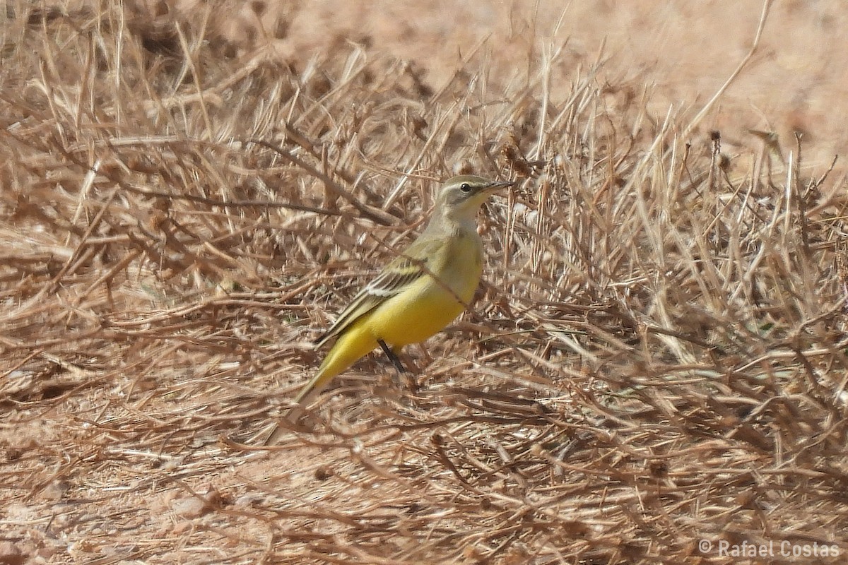 Western Yellow Wagtail - ML643553808