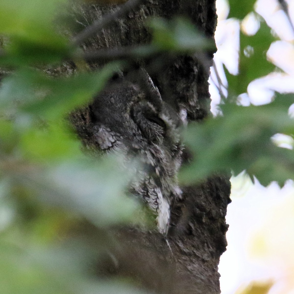 Eastern Screech-Owl - ML643553827