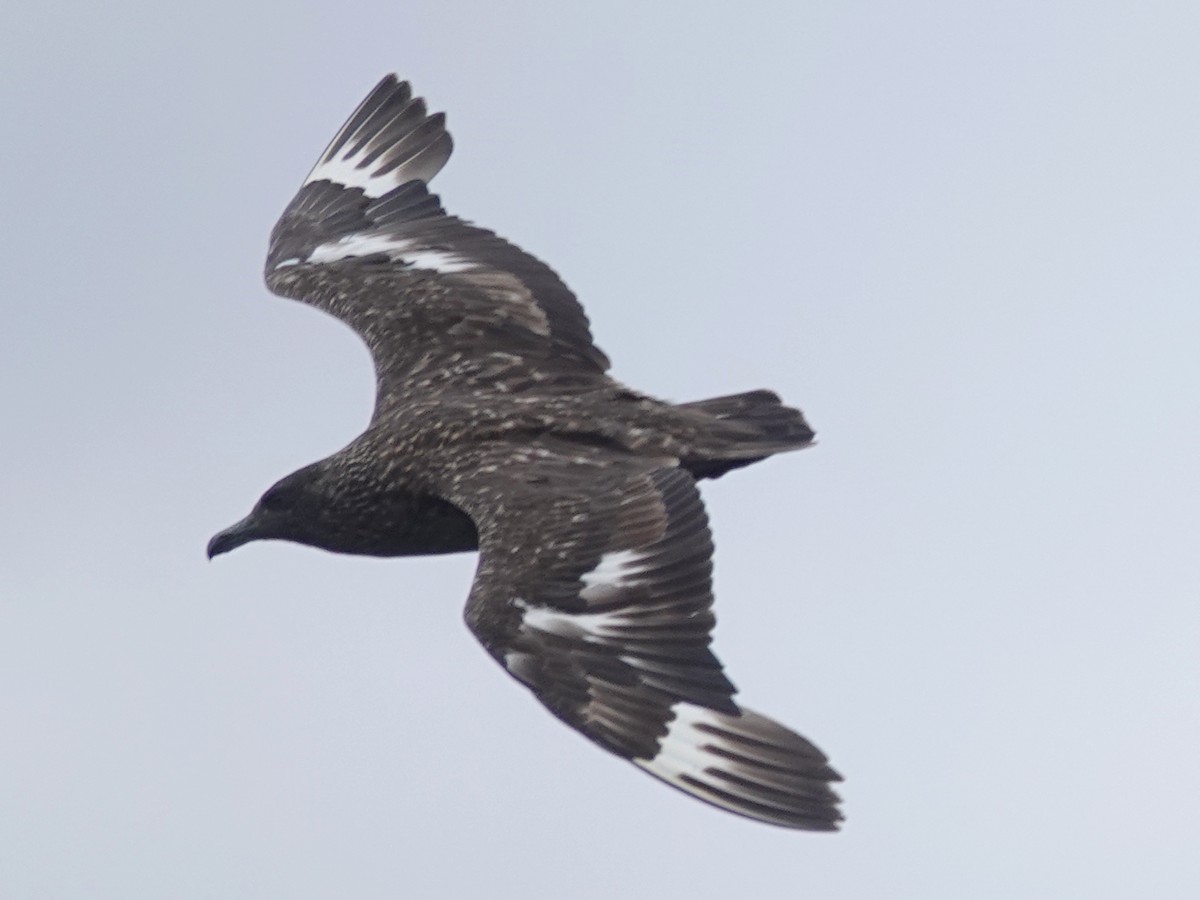 Great Skua - ML643553853