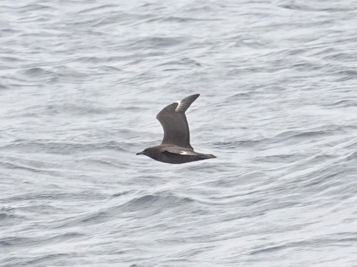 Great Skua - ML643553854