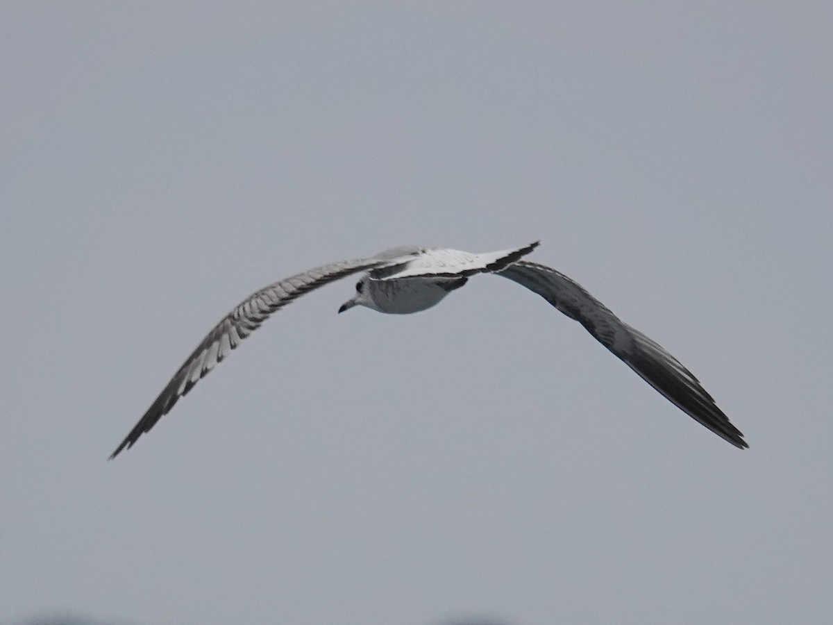 Үүлэн цахлай - ML643553874