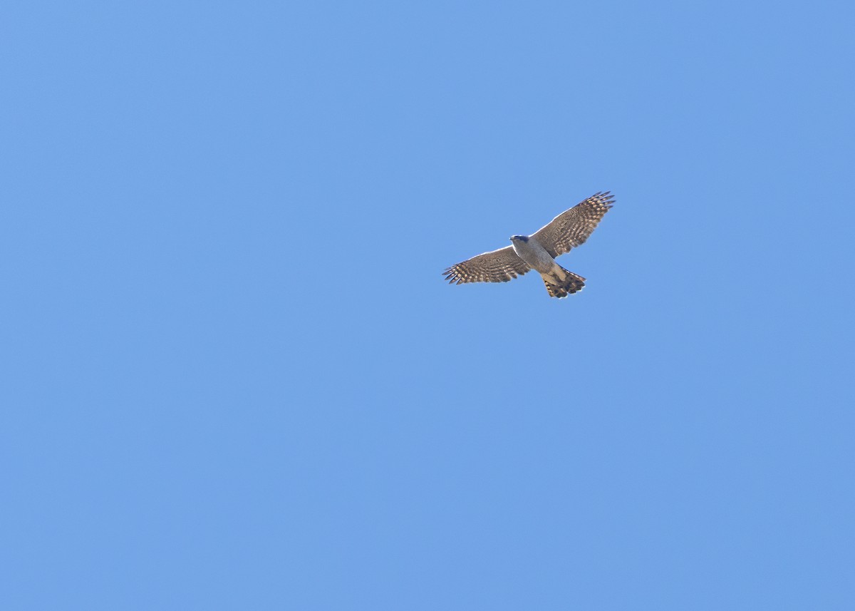 American Goshawk - ML643553889