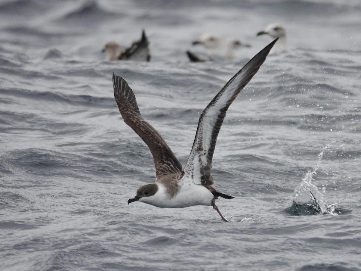 Great Shearwater - ML643553901