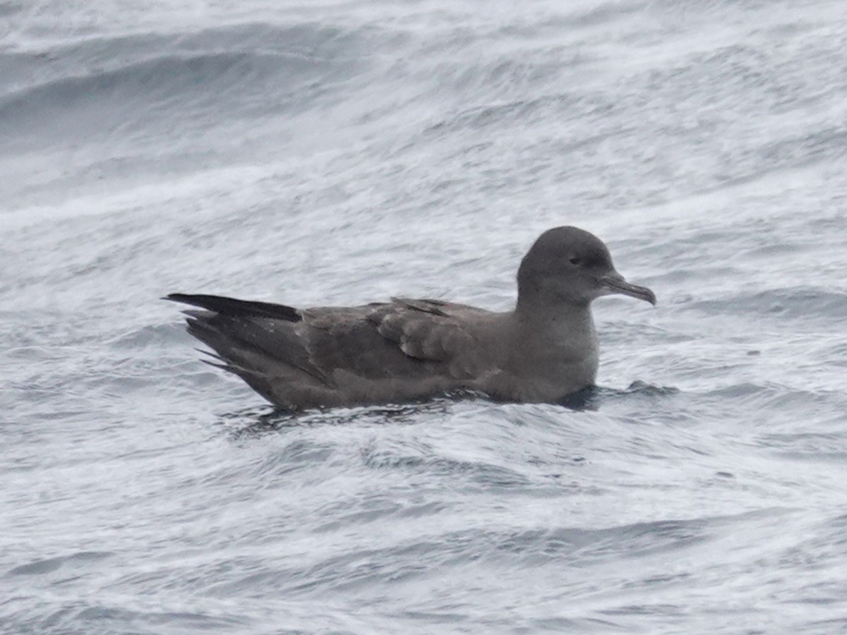 Sooty Shearwater - ML643553908