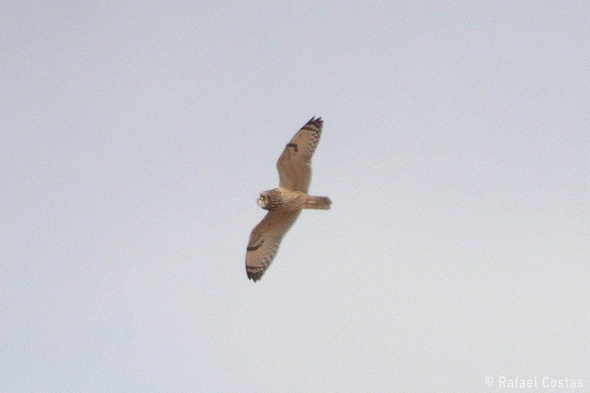 Short-eared Owl - ML643553913