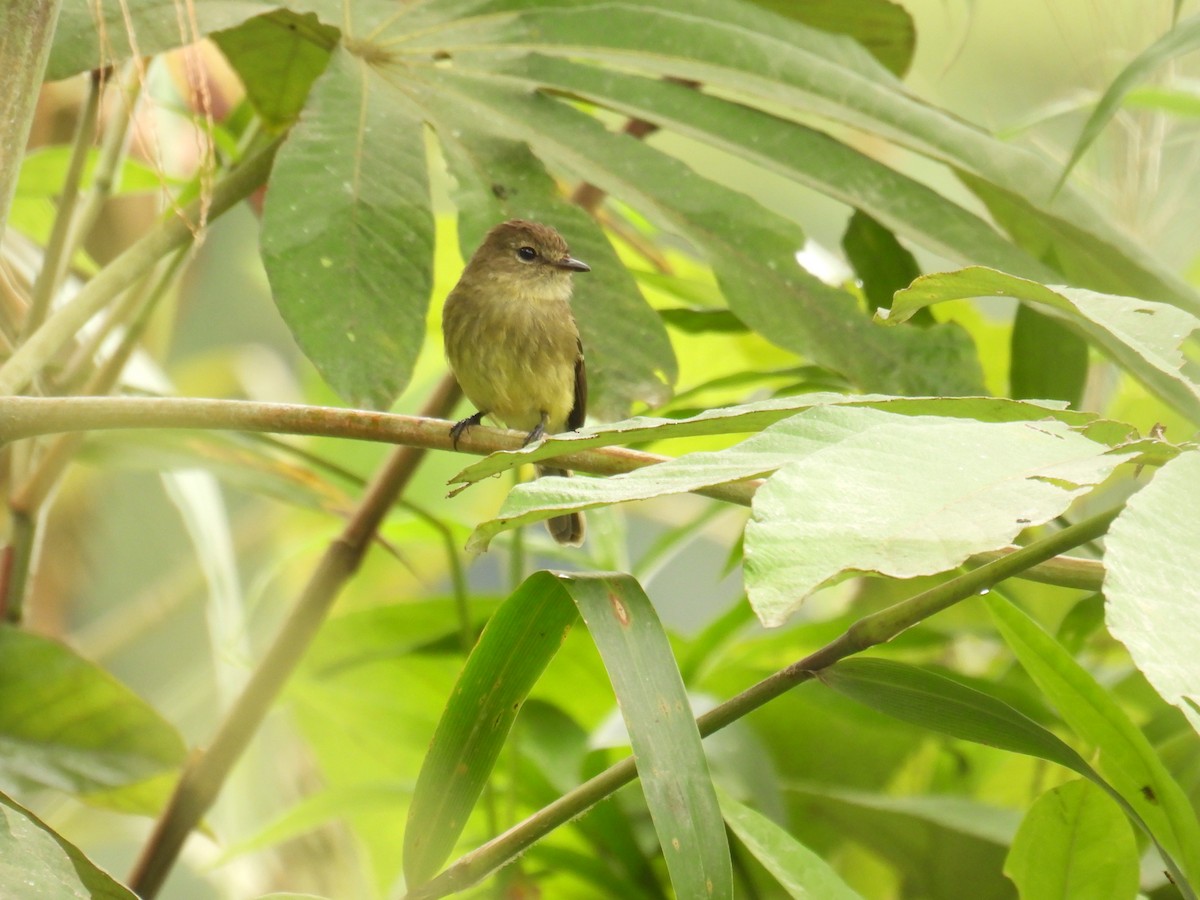 Olive-chested Flycatcher - ML643553916
