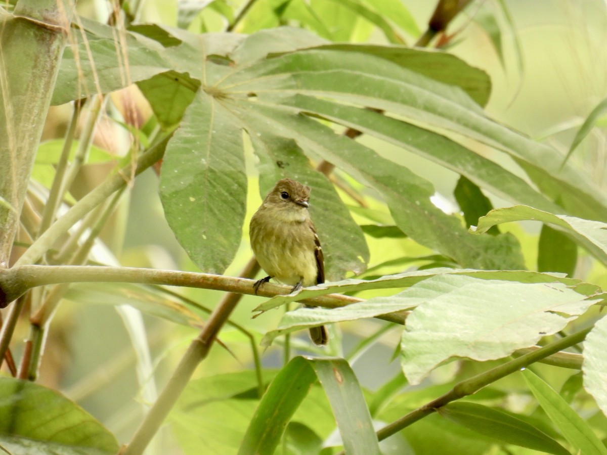 Olive-chested Flycatcher - ML643553917