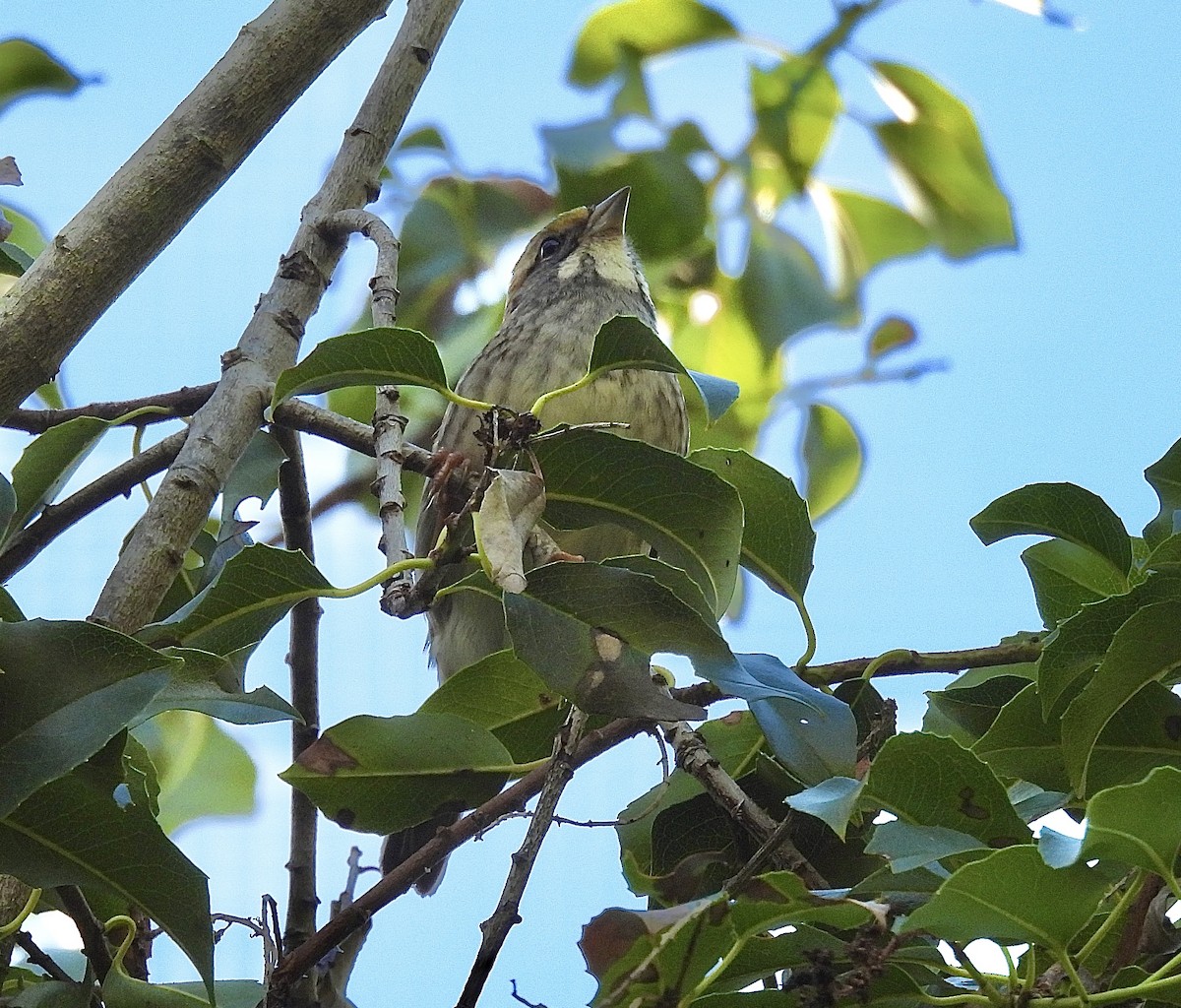 White-throated Sparrow - ML643553918