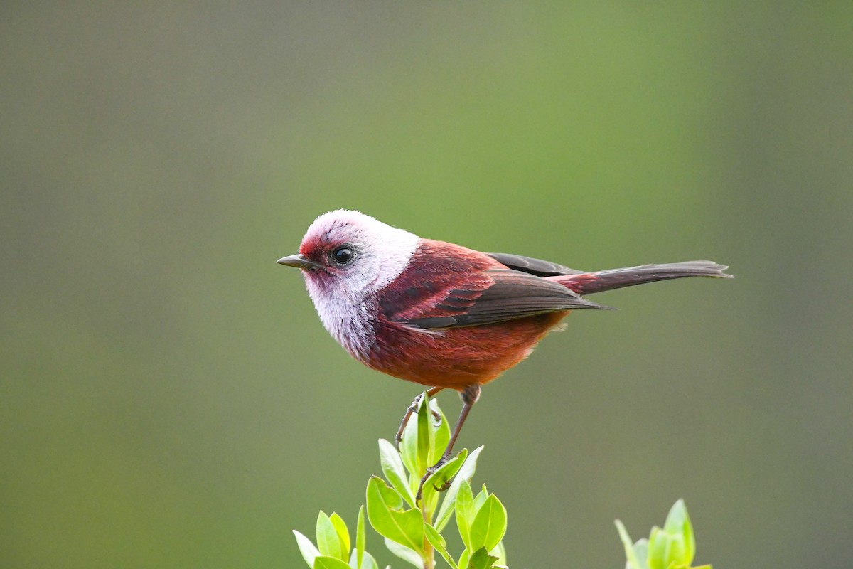 Pink-headed Warbler - ML643553947