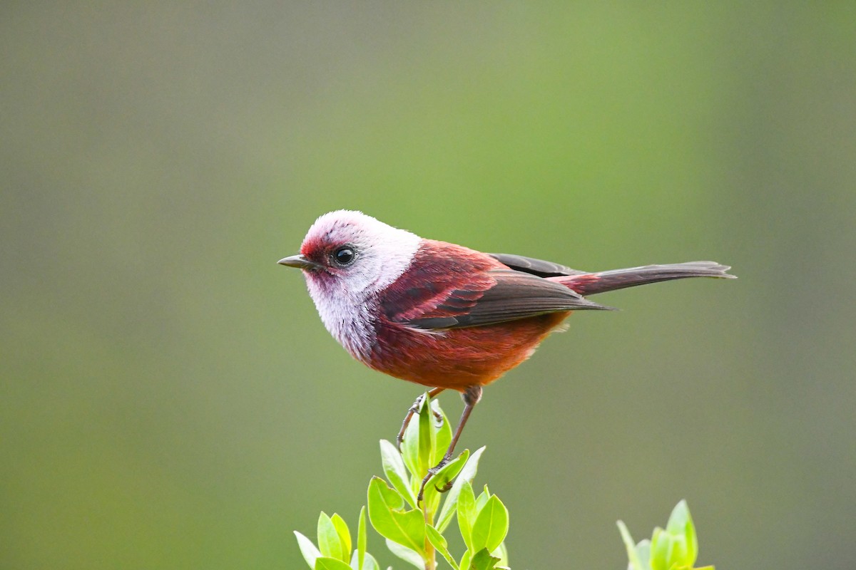 Pink-headed Warbler - ML643553948