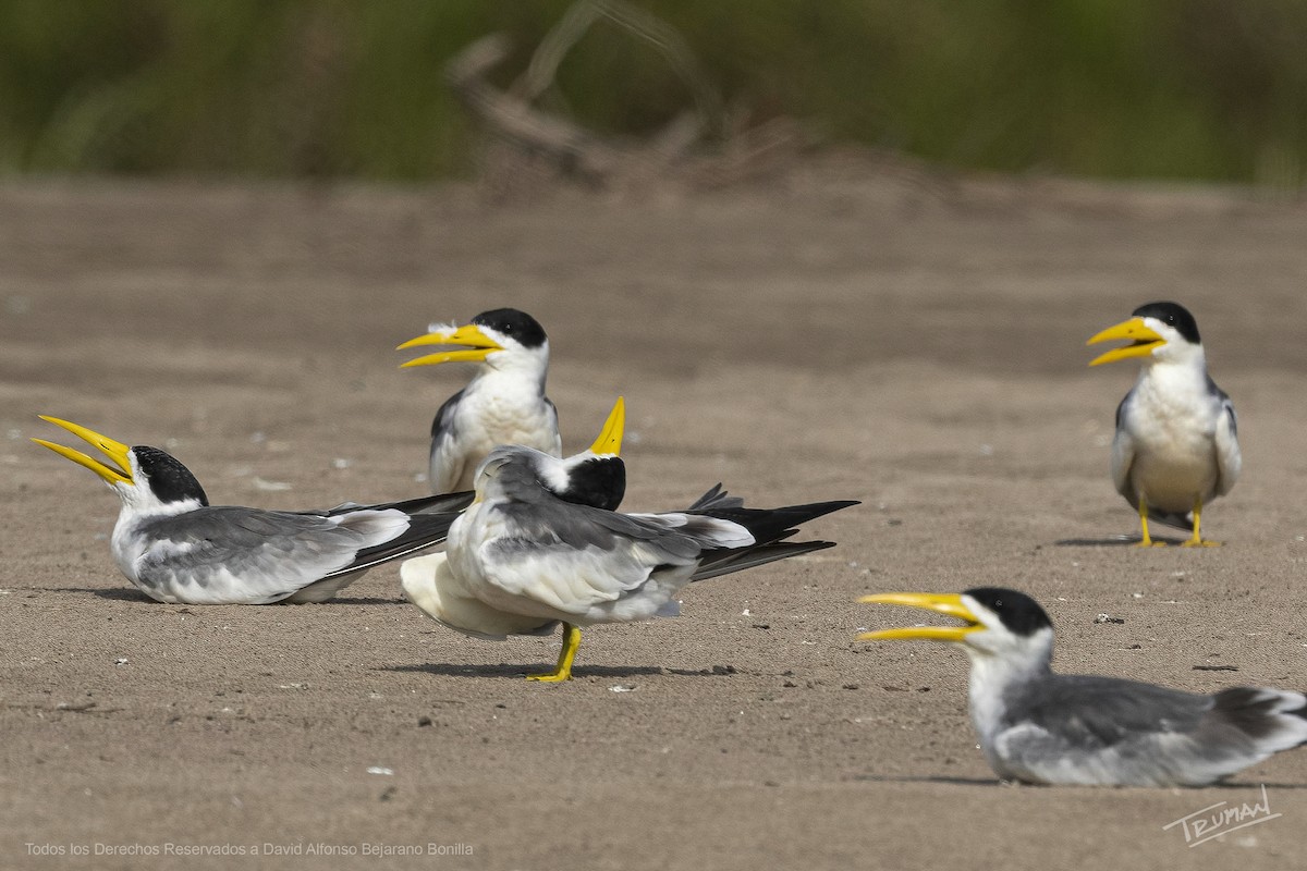 Large-billed Tern - ML643553970