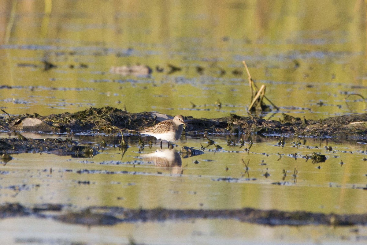 White-rumped Sandpiper - ML643553992