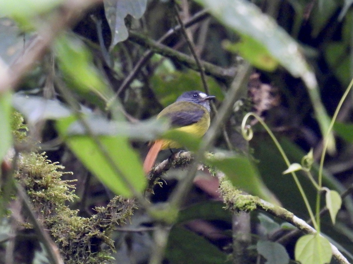 ornattyrann (phoenicurus/aureiventris) - ML643554009