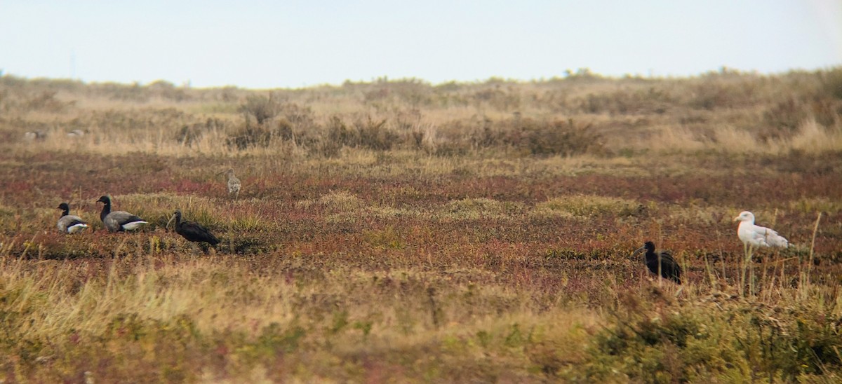 bronseibis - ML643554018